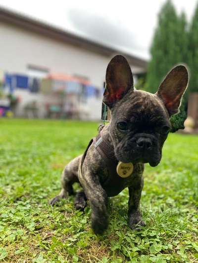 Französische Bulldoggen-Beitrag-Bild