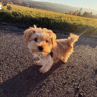 Hundetreffen-Welpen+Junghunde treffen-Bild