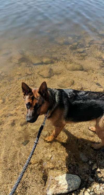 Dogorama-Monats-Challenge-Mai "Wasser"-Beitrag-Bild