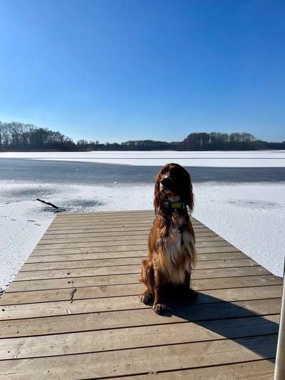 Setter Freunde ?-Beitrag-Bild