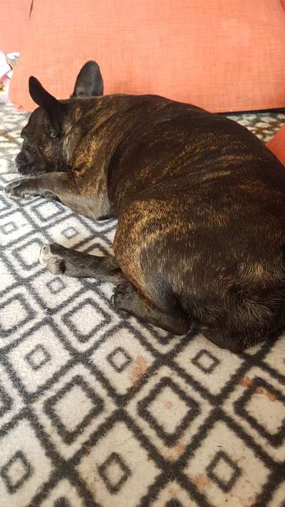 Französische Bulldoggen-Beitrag-Bild