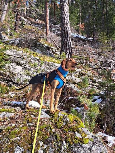 Spinone Italiano & Segugio Italiano im Sauerland-Beitrag-Bild