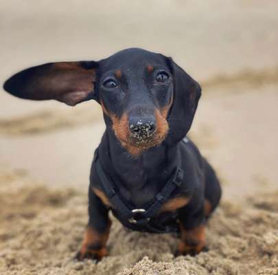 Eure schönsten Urlaubsfotos mit euren Lieblingen auf vier Pfoten-Beitrag-Bild