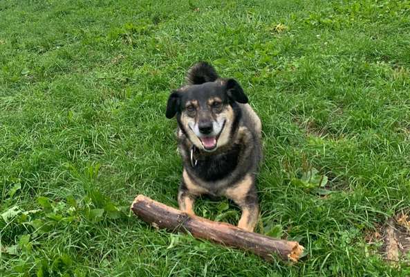 Hundetreffen-spielen im Klein-Venedig und gassi am See-Bild