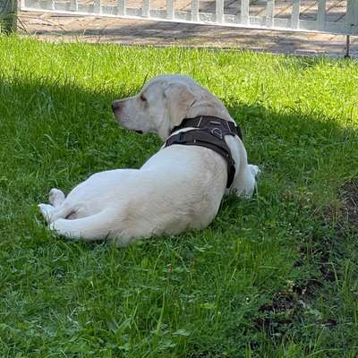 Hundetreffen-Treffen im Mönchpark Gotha-Bild