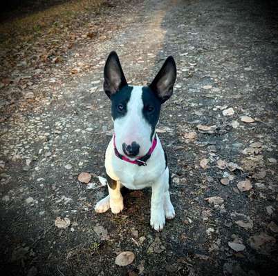 Hundetreffen-Bullterrier oder Minis gesucht-Profilbild