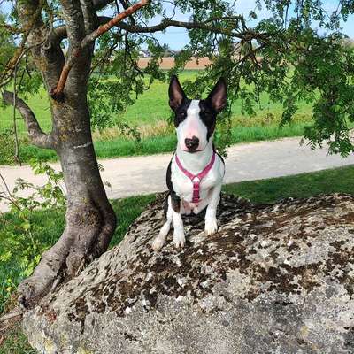 Hundetreffen-Bullterrier oder Minis gesucht-Bild