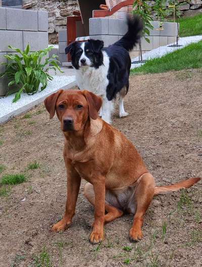 Die Dogorama Monats Challenge "Es grünt und blüht"-Beitrag-Bild