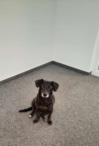 Mischlingshunde Foto Aufruf-Beitrag-Bild