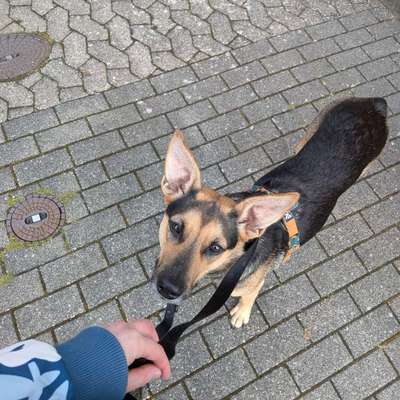Hundetreffen-Suchen Hundefreunde-Bild