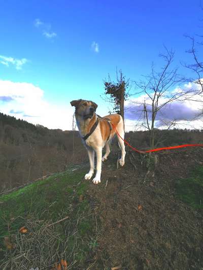 Herdenschutzhund-Beitrag-Bild