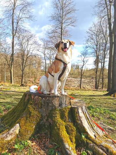 Herdenschutzhunde-Beitrag-Bild