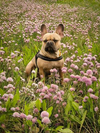 Die Dogorama Monats Challenge "Es grünt und blüht"-Beitrag-Bild