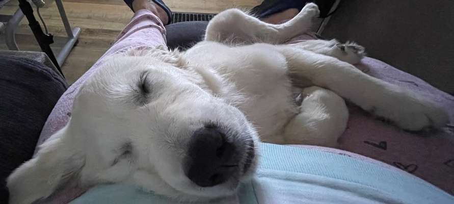 Wo sind die Golden Retriever Liebhaber?-Beitrag-Bild