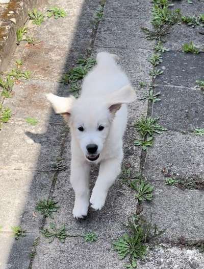 Wo sind die Golden Retriever Liebhaber?-Beitrag-Bild