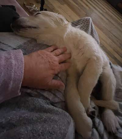 Wo sind die Golden Retriever Liebhaber?-Beitrag-Bild