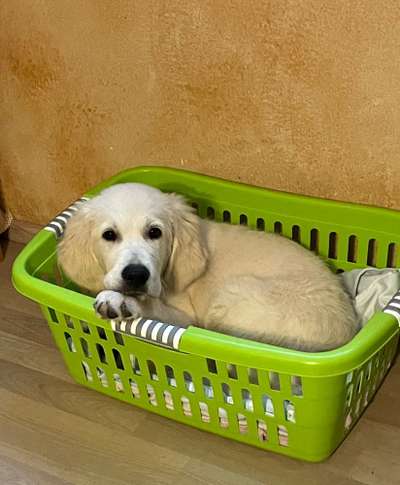 Wo sind die Golden Retriever Liebhaber?-Beitrag-Bild