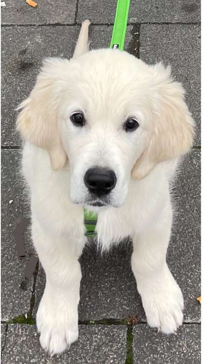 Wo sind die Golden Retriever Liebhaber?-Beitrag-Bild