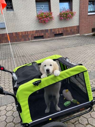 Wo sind die Golden Retriever Liebhaber?-Beitrag-Bild