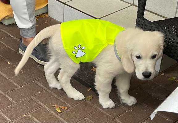 Wo sind die Golden Retriever Liebhaber?-Beitrag-Bild