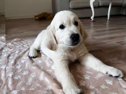 Wo sind die Golden Retriever Liebhaber?-Beitrag-Bild