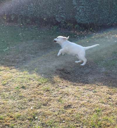 Wo sind die Golden Retriever Liebhaber?-Beitrag-Bild