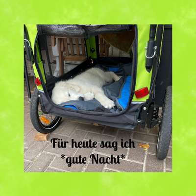 Wo sind die Golden Retriever Liebhaber?-Beitrag-Bild