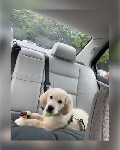 Wo sind die Golden Retriever Liebhaber?-Beitrag-Bild