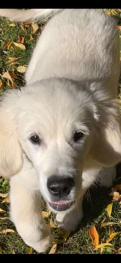 Wo sind die Golden Retriever Liebhaber?-Beitrag-Bild