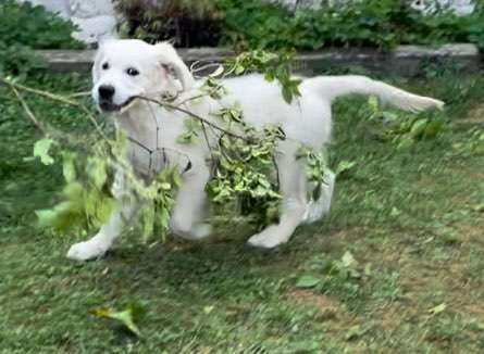 Wo sind die Golden Retriever Liebhaber?-Beitrag-Bild