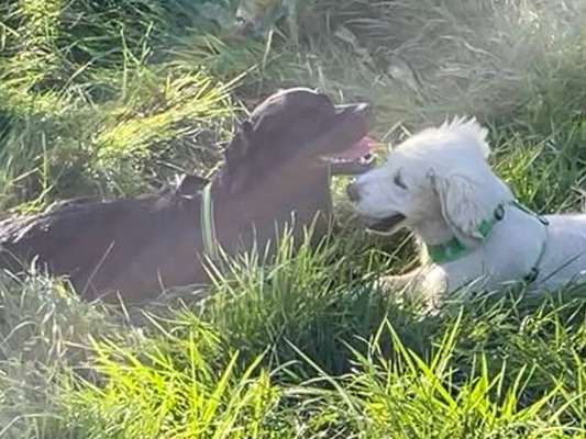 Wo sind die Golden Retriever Liebhaber?-Beitrag-Bild