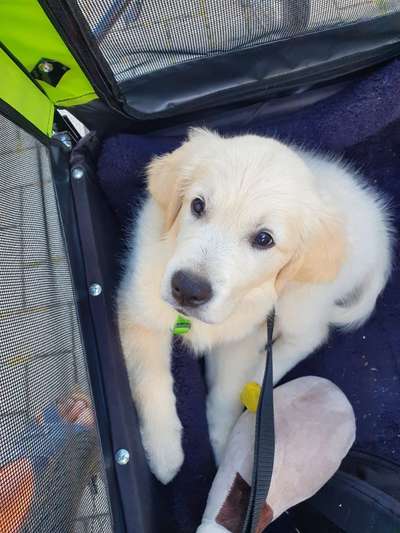 Wo sind die Golden Retriever Liebhaber?-Beitrag-Bild