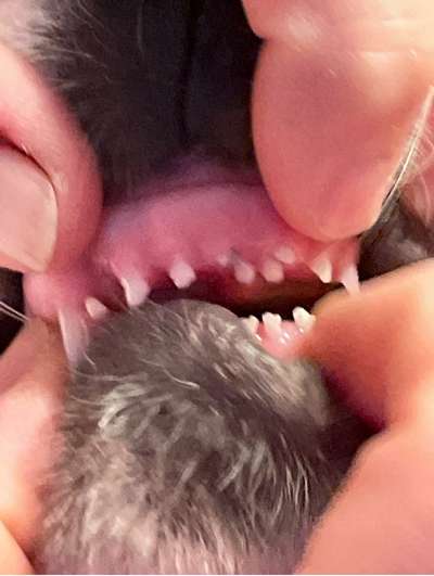 Wo sind die Golden Retriever Liebhaber?-Beitrag-Bild