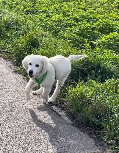 Wo sind die Golden Retriever Liebhaber?-Beitrag-Bild