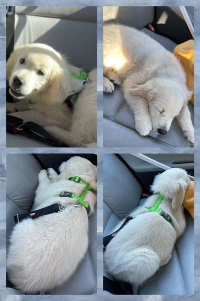 Wo sind die Golden Retriever Liebhaber?-Beitrag-Bild