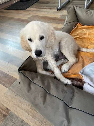 Wo sind die Golden Retriever Liebhaber?-Beitrag-Bild