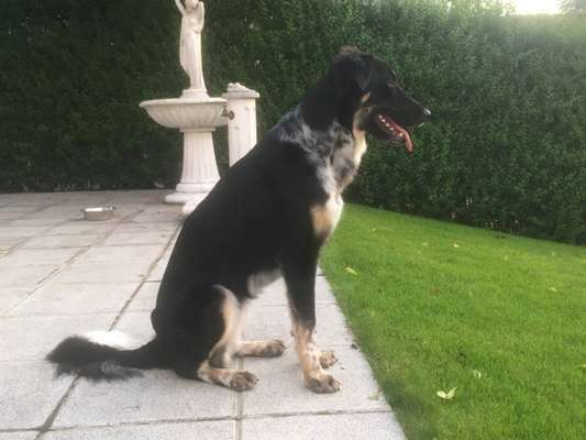 Temperaturprobleme bei großen schwarzen Hunden-Beitrag-Bild