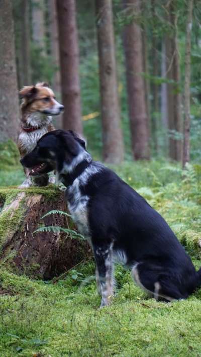 Hund nachts nicht mehr in verschlossener Box?-Beitrag-Bild
