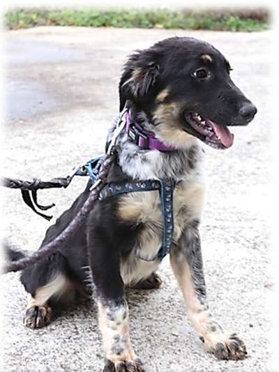 Hund nachts nicht mehr in verschlossener Box?-Beitrag-Bild