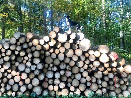 Wald Bild-Beitrag-Bild