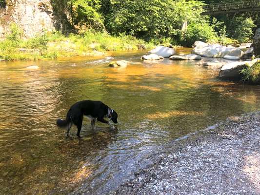 Sozialisation von großen und kleinen Hunden-Beitrag-Bild