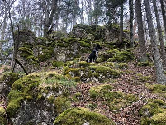 Wald Bild-Beitrag-Bild