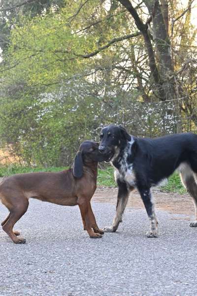 Würde eine Hundin eine Hundeschule führen dürfen?-Beitrag-Bild