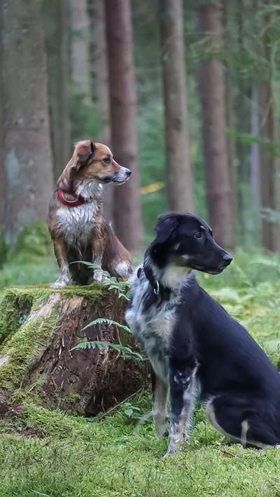 Wald Bild-Beitrag-Bild