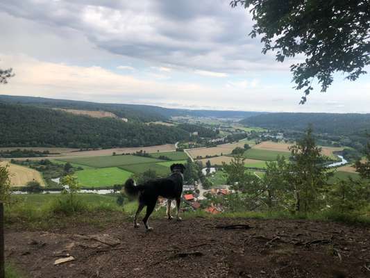 Wo beginnt Gewalt im Hundetraining?-Beitrag-Bild