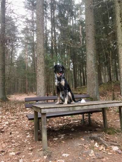 Mischlinge raten - Rätselspaß-Beitrag-Bild