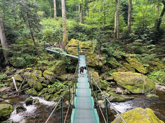 🧨 „Hundetrainer? Brauch ich nicht!“ – Hä?! Oder DOCH?! 🐾-Beitrag-Bild