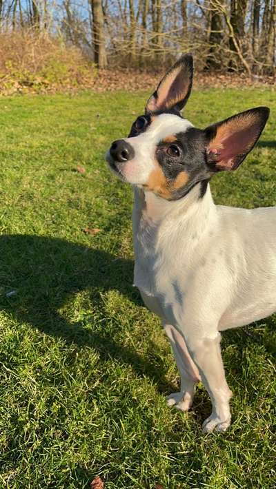 Hund aus dem Spanischen Tierschutz-Beitrag-Bild