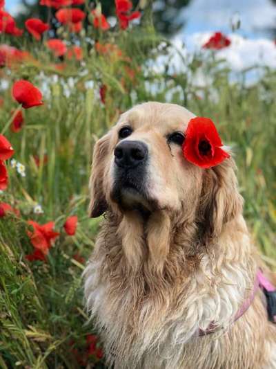 Wo sind die Golden Retriever Liebhaber?-Beitrag-Bild