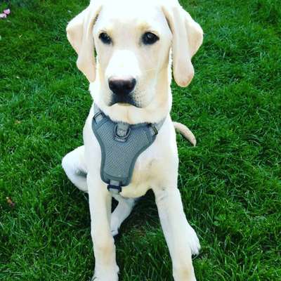 Labradorfans-Beitrag-Bild